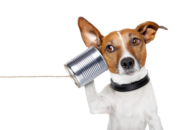 Koira pitää tassullaan peltitölkkipuhelinta